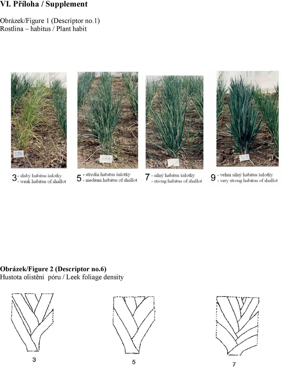 habit Obrázek/Figure 2 (Descriptor no6)