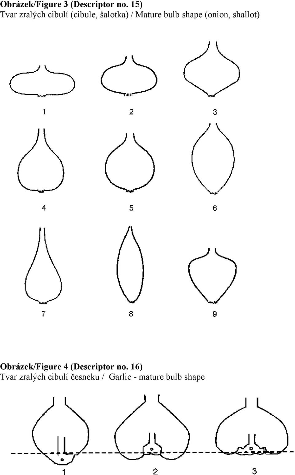 (onion, shallot) Obrázek/Figure 4 (Descriptor no