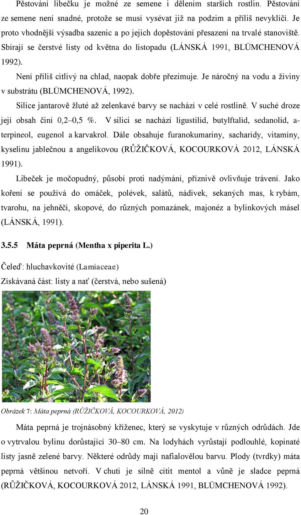 Není příliš citlivý na chlad, naopak dobře přezimuje. Je náročný na vodu a živiny v substrátu (BLÜMCHENOVÁ, 1992). Silice jantarově žluté až zelenkavé barvy se nachází v celé rostlině.