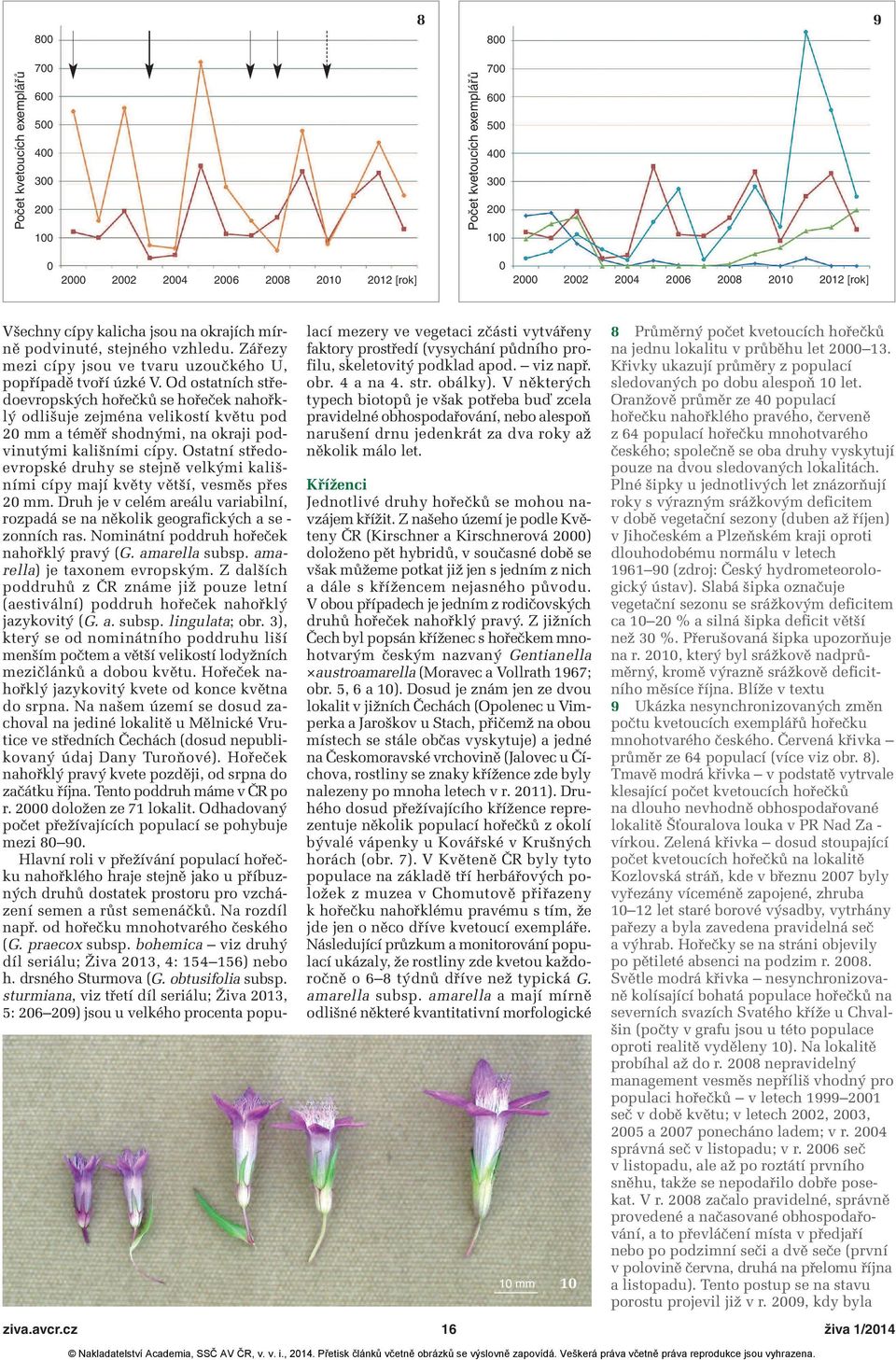 Od ostatních středoevropských hořečků se hořeček nahořk - lý odlišuje zejména velikostí květu pod 20 mm a téměř shodnými, na okraji podvinutými kališními cípy.