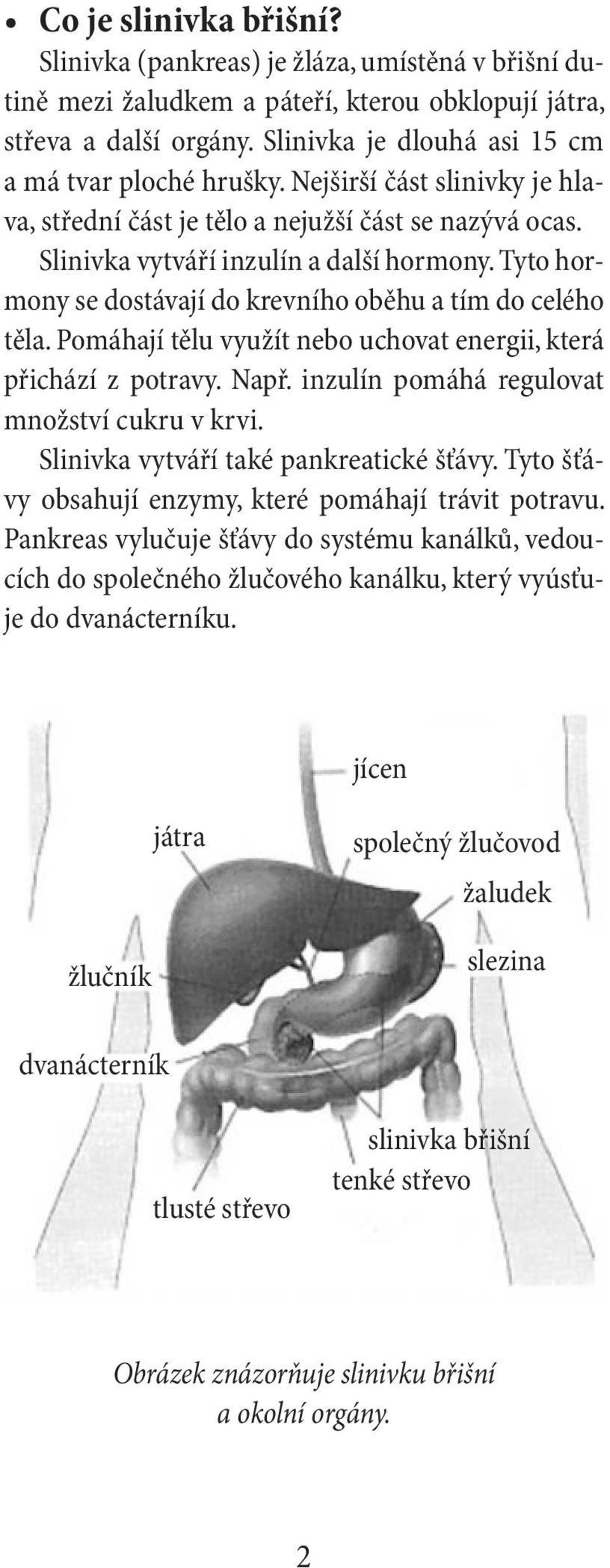 Tyto hormony se dostávají do krevního oběhu a tím do celého těla. Pomáhají tělu využít nebo uchovat energii, která přichází z potravy. Např. inzulín pomáhá regulovat množství cukru v krvi.