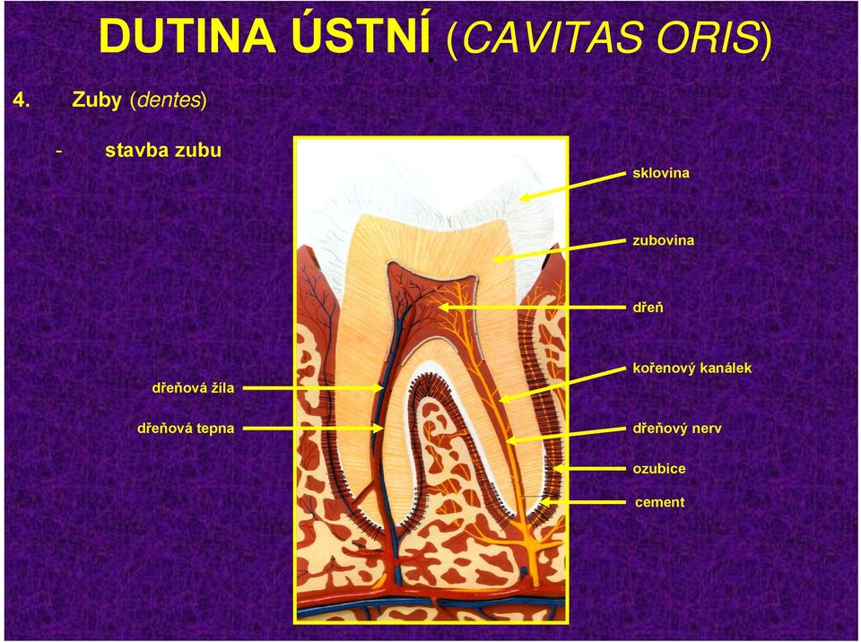 zubovina dřeň dřeňová žíla dřeňová