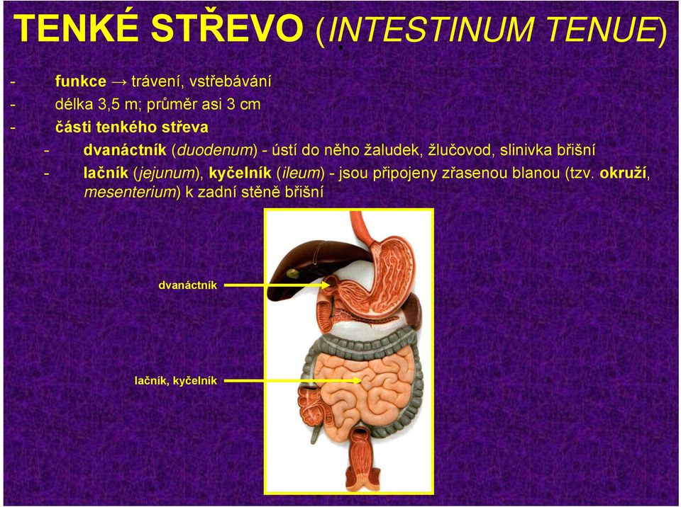 žlučovod, slinivka břišní - lačník (jejunum), kyčelník (ileum) - jsou připojeny