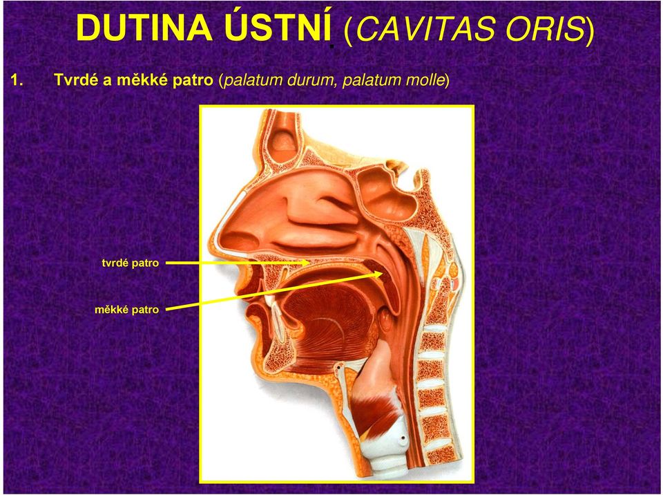 patro (palatum durum,