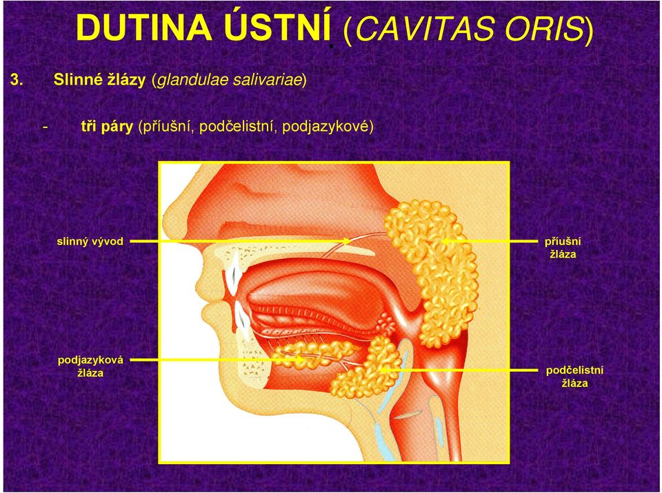 podčelistní, podjazykové) slinný vývod