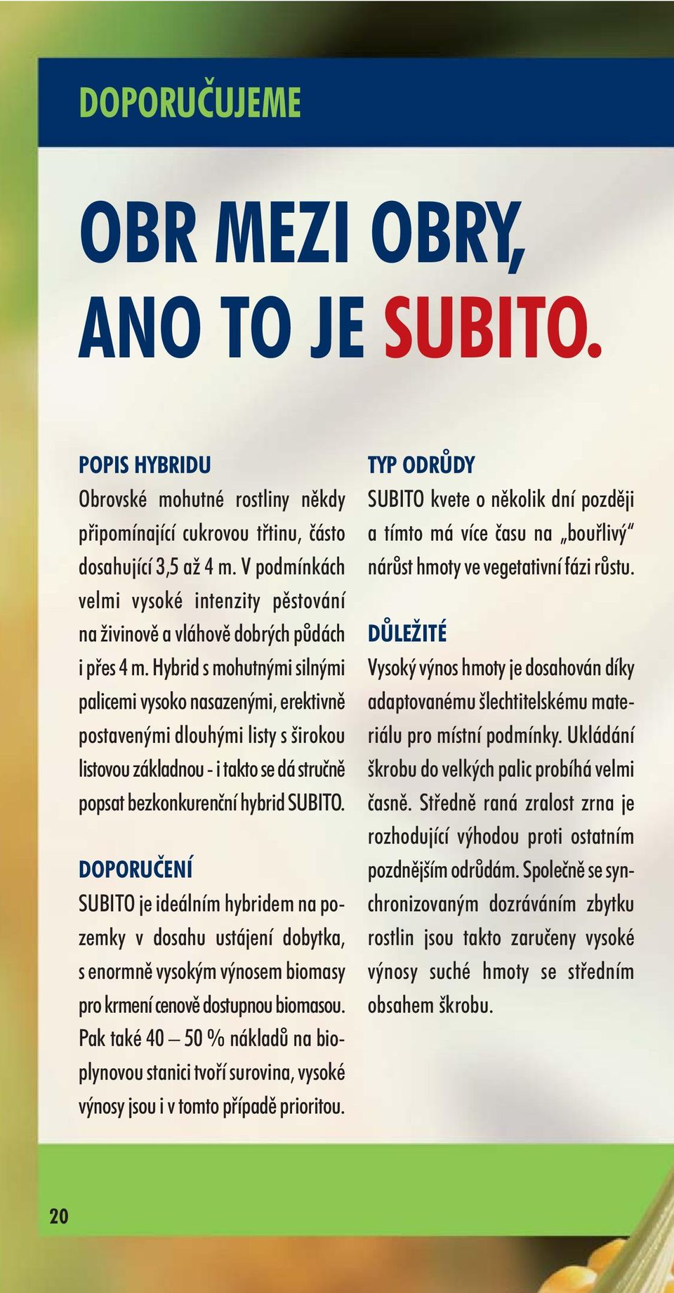 Hybrid s mohutnými silnými palicemi vysoko nasazenými, erektivně postavenými dlouhými listy s širokou listovou základnou - i takto se dá stručně popsat bezkonkurenční hybrid SUBITO.