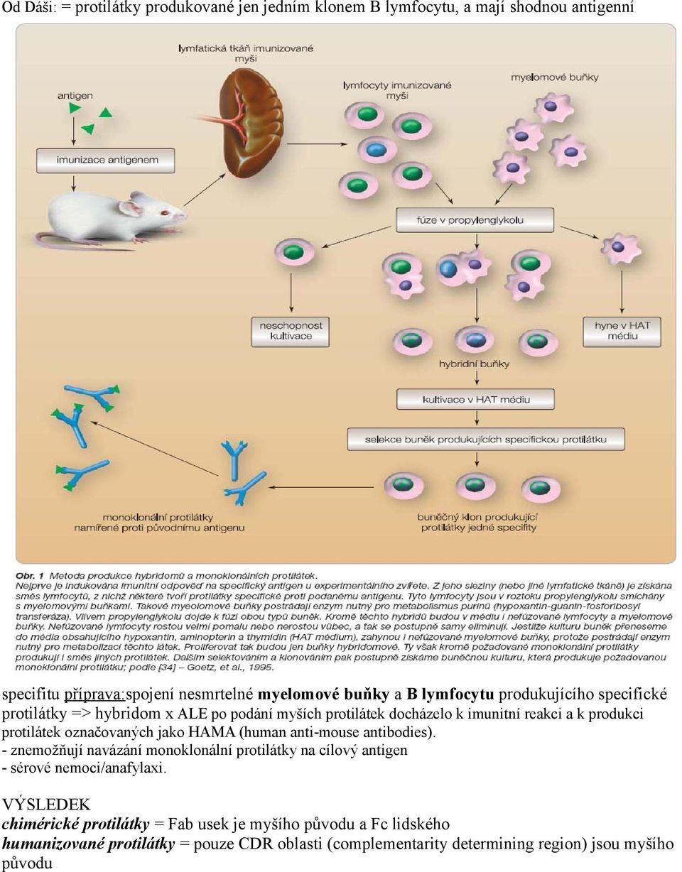 označovaných jako HAMA (human anti-mouse antibodies). - znemožňují navázání monoklonální protilátky na cílový antigen - sérové nemoci/anafylaxi.