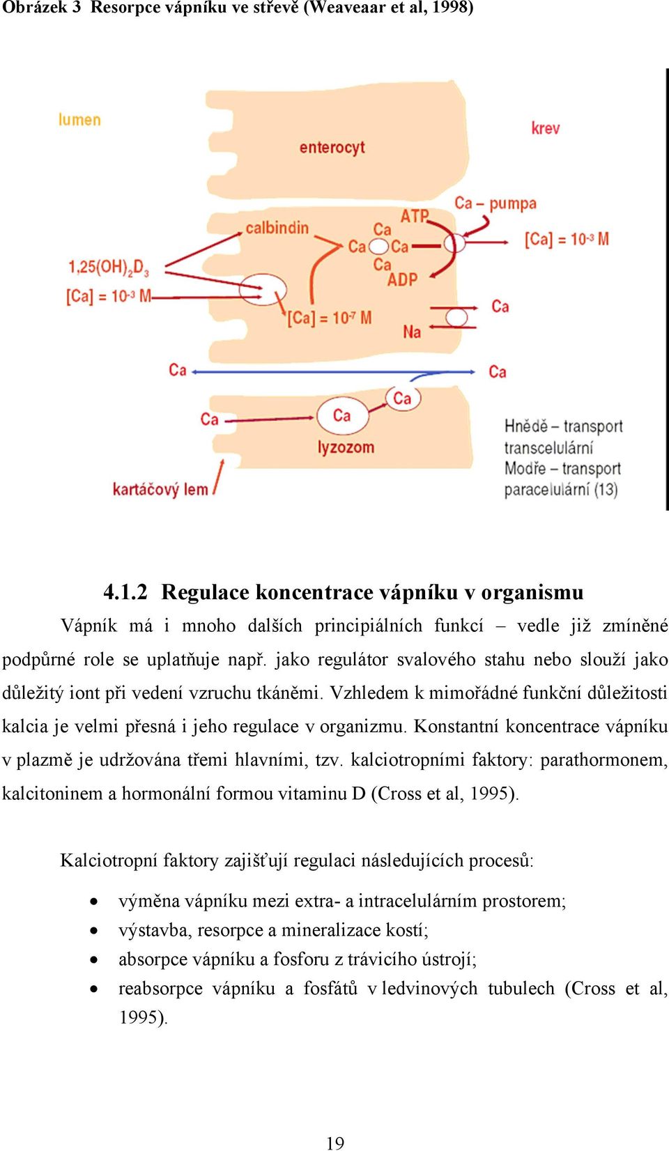 Konstantní koncentrace vápníku v plazmě je udržována třemi hlavními, tzv. kalciotropními faktory: parathormonem, kalcitoninem a hormonální formou vitaminu D (Cross et al, 1995).