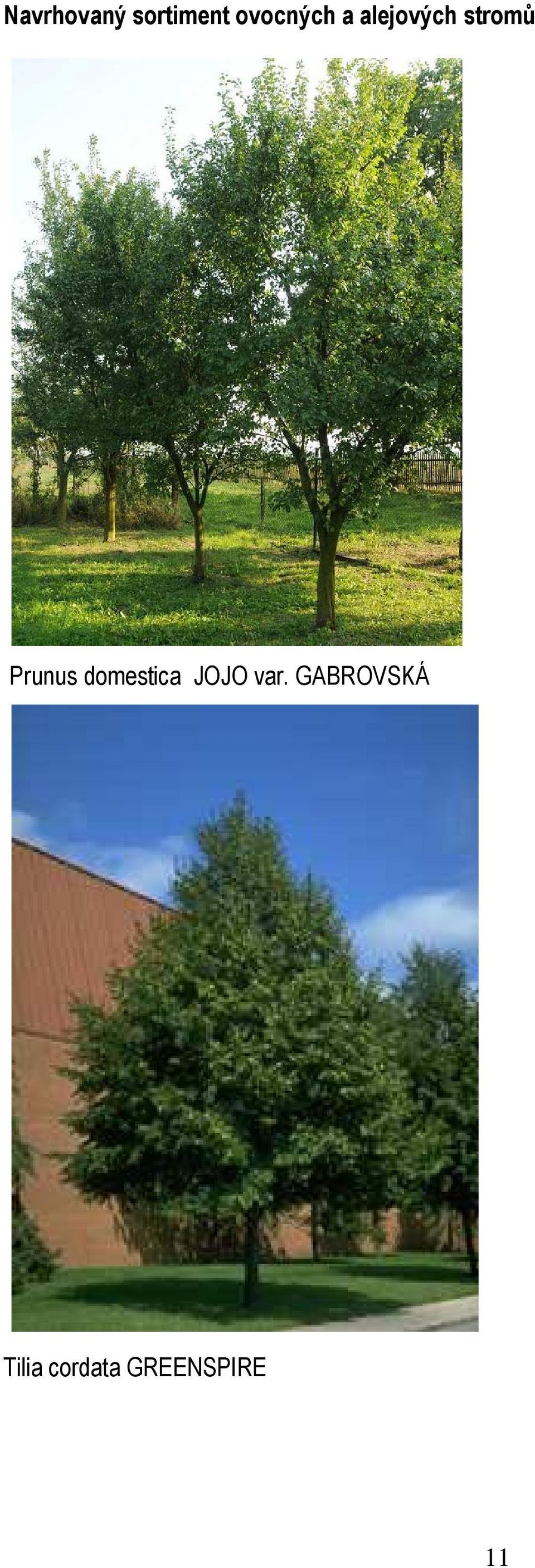 Prunus domestica JOJO var.