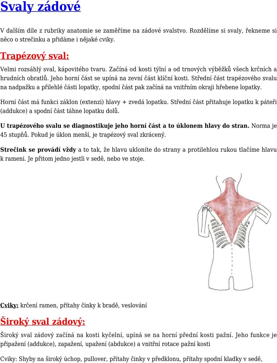 Střední část trapézového svalu na nadpažku a přilehlé části lopatky, spodní část pak začíná na vnitřním okraji hřebene lopatky. Horní část má funkci záklon (extenzi) hlavy + zvedá lopatku.