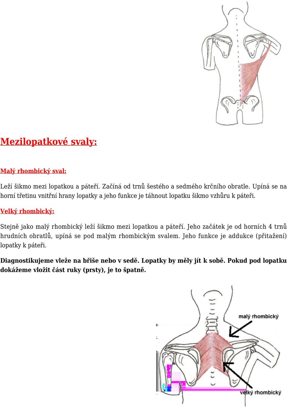 Velký rhombický: Stejně jako malý rhombický leží šikmo mezi lopatkou a páteří.