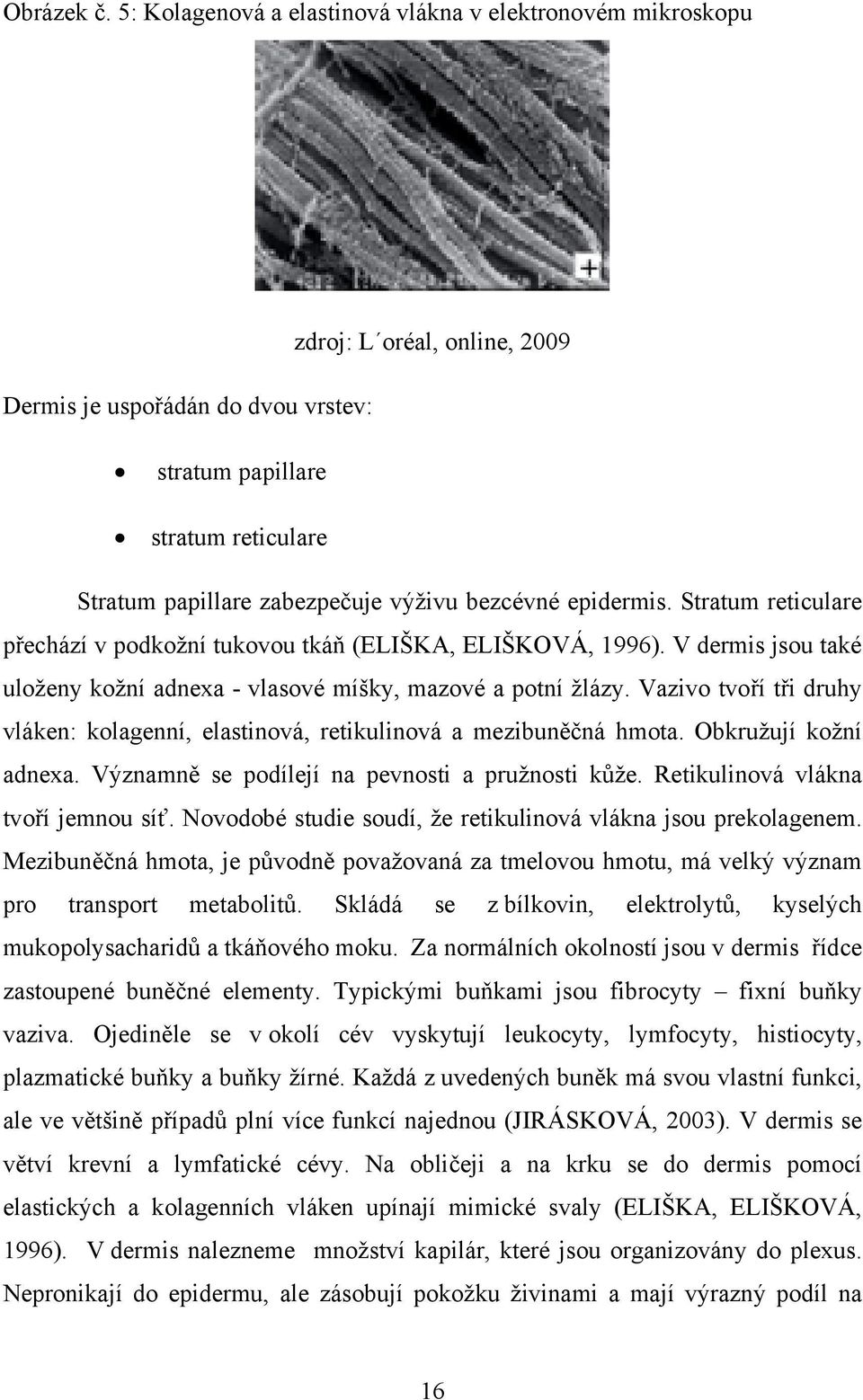 bezcévné epidermis. Stratum reticulare přechází v podkožní tukovou tkáň (ELIŠKA, ELIŠKOVÁ, 1996). V dermis jsou také uloženy kožní adnexa - vlasové míšky, mazové a potní žlázy.