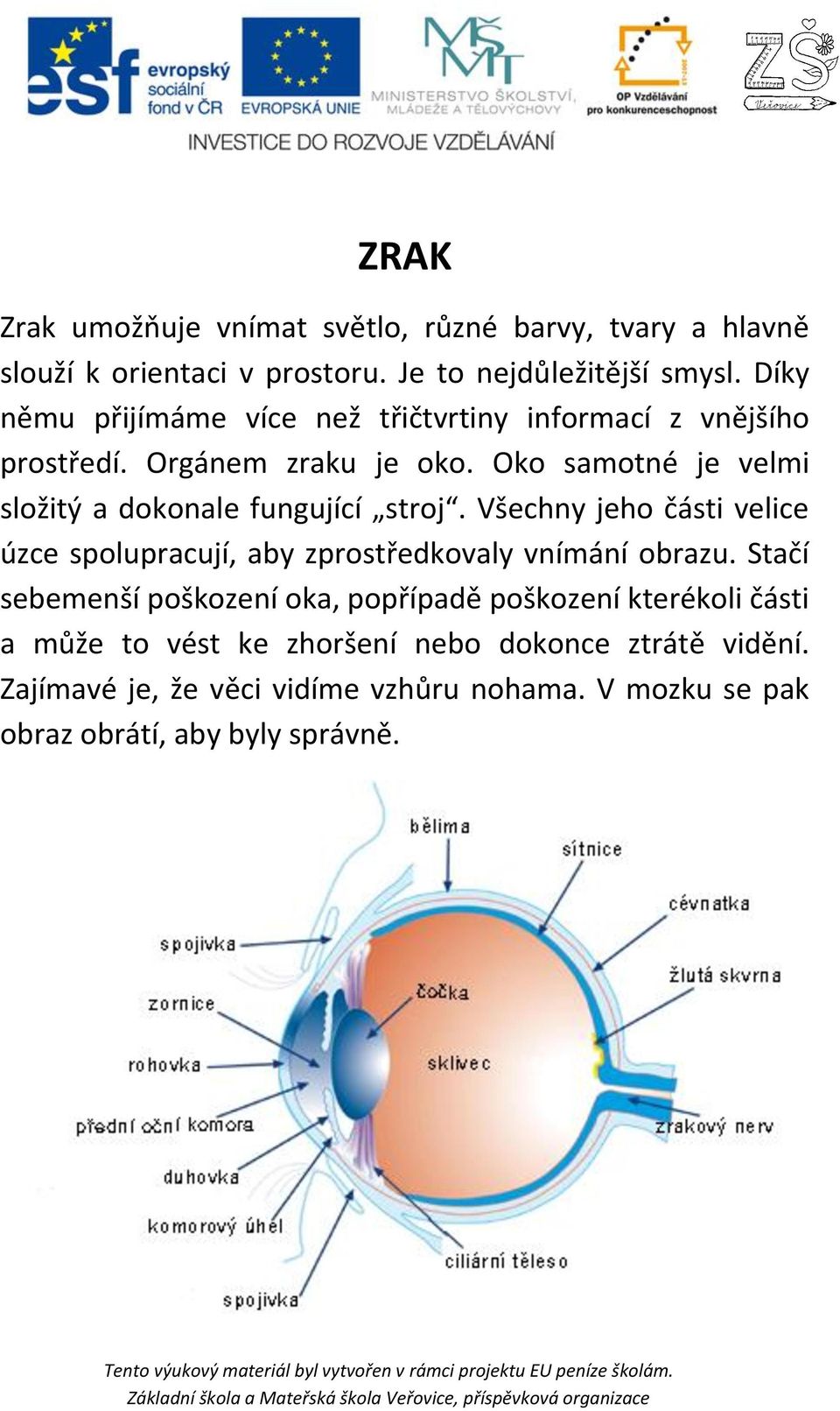 Oko samotné je velmi složitý a dokonale fungující stroj. Všechny jeho části velice úzce spolupracují, aby zprostředkovaly vnímání obrazu.