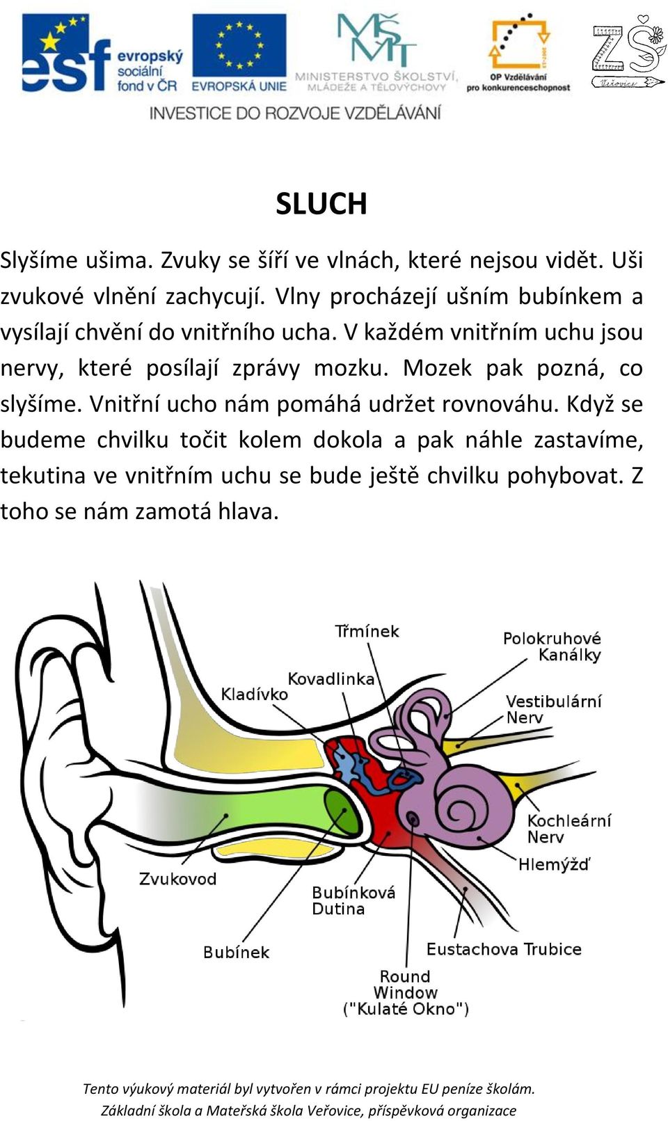 V každém vnitřním uchu jsou nervy, které posílají zprávy mozku. Mozek pak pozná, co slyšíme.