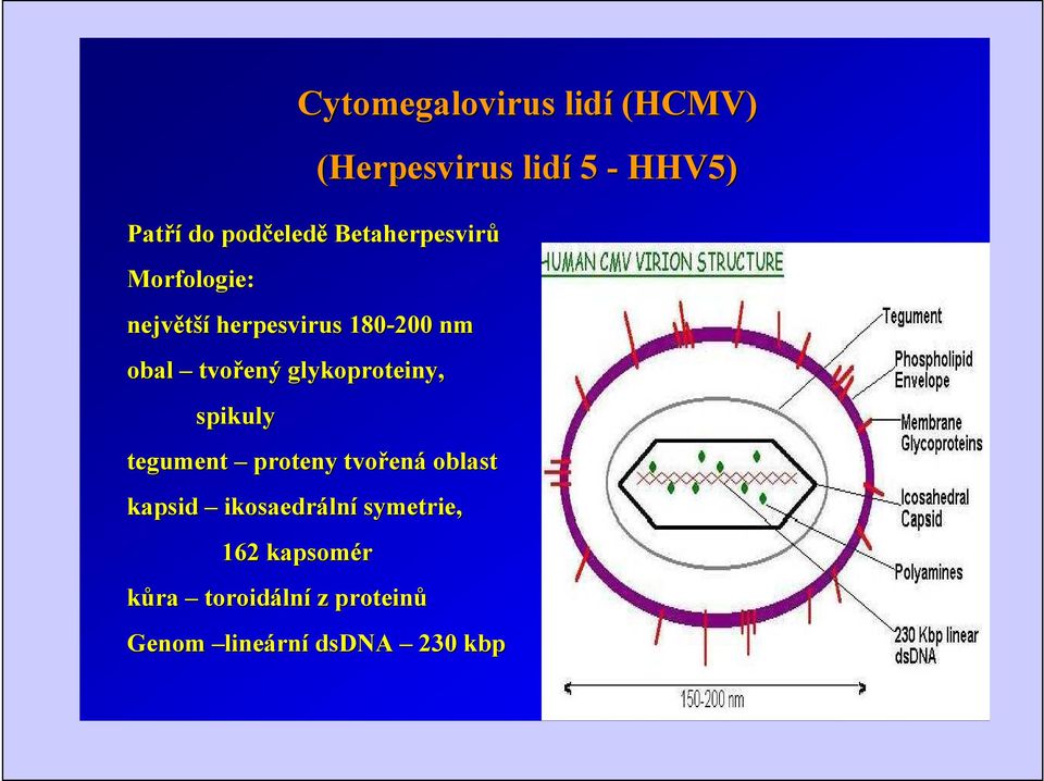 proteny tvořen ená oblast kapsid ikosaedrální symetrie, 162 kapsomér kůra