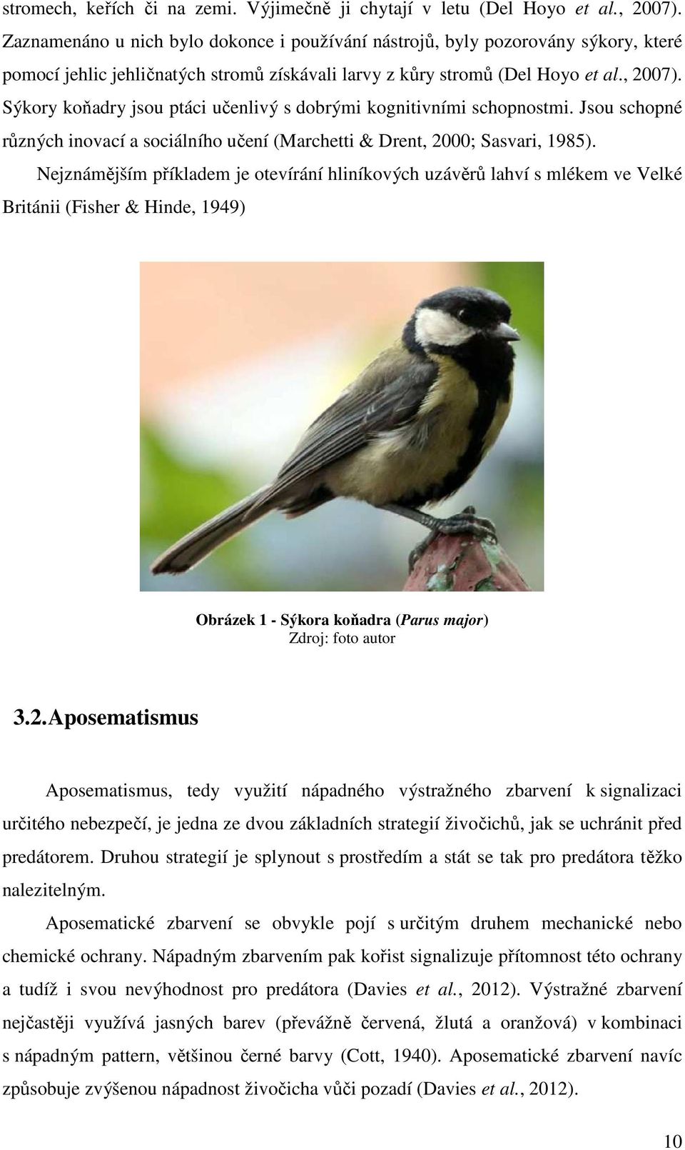 Sýkory koňadry jsou ptáci učenlivý s dobrými kognitivními schopnostmi. Jsou schopné různých inovací a sociálního učení (Marchetti & Drent, 2000; Sasvari, 1985).