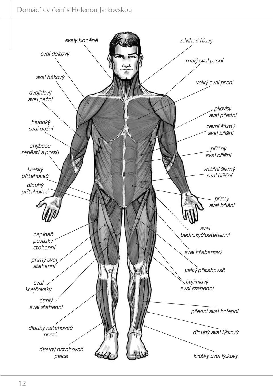 břišní příčný sval břišní vnitřní šikmý sval břišní přímý sval břišní napínač povázky stehenní přímý sval stehenní sval krejčovský štíhlý sval stehenní sval