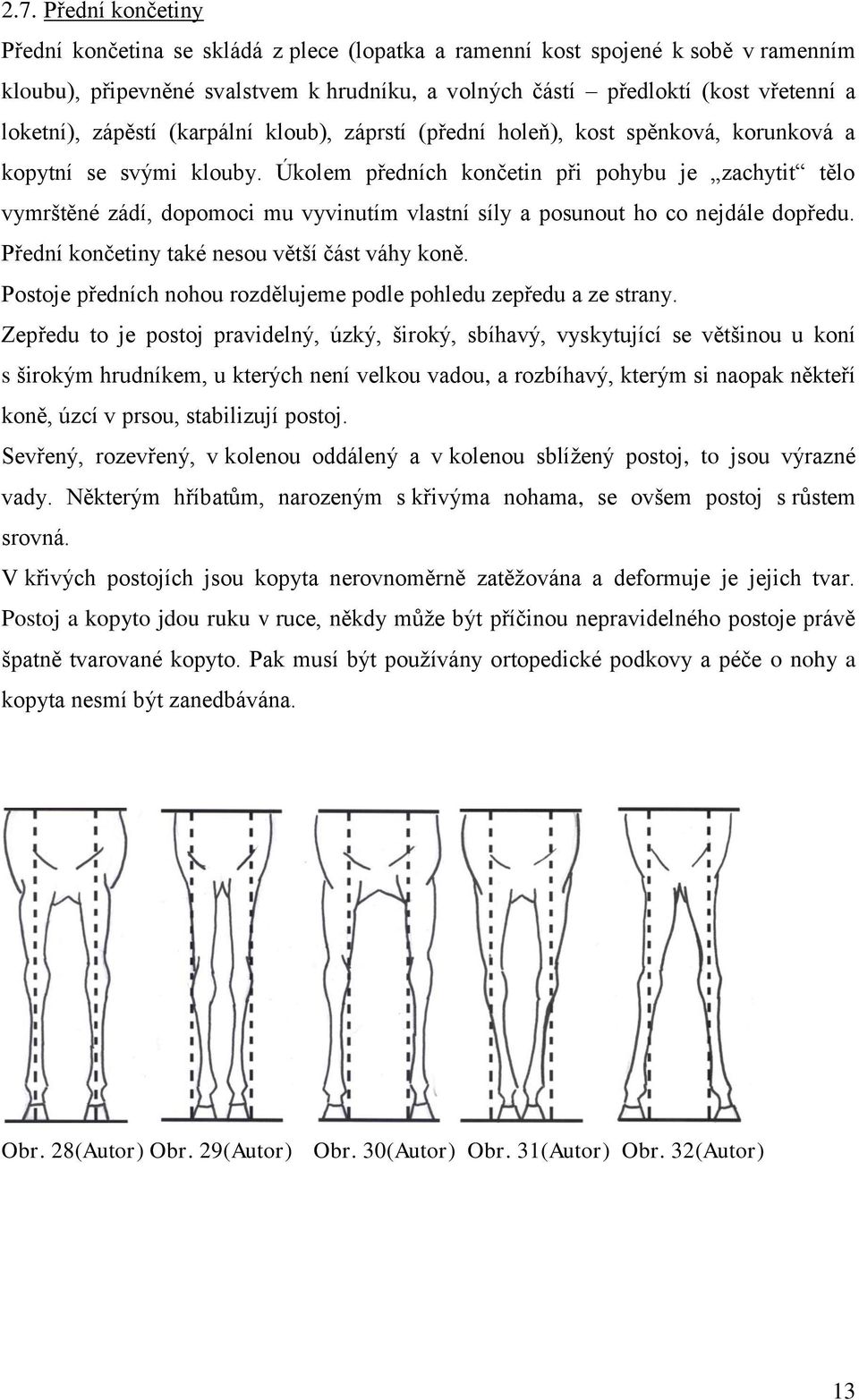 Úkolem předních končetin při pohybu je zachytit tělo vymrštěné zádí, dopomoci mu vyvinutím vlastní síly a posunout ho co nejdále dopředu. Přední končetiny také nesou větší část váhy koně.