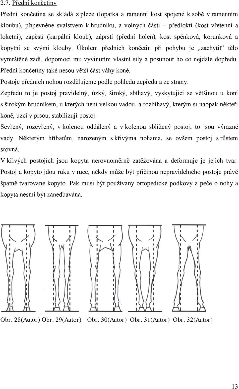 Úkolem předních končetin při pohybu je zachytit tělo vymrštěné zádí, dopomoci mu vyvinutím vlastní síly a posunout ho co nejdále dopředu. Přední končetiny také nesou větší část váhy koně.