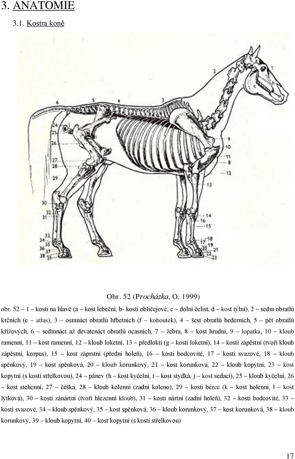 obratlů kříţových, 6 sedmnáct aţ devatenáct obratlů ocasních, 7 ţebra, 8 kost hrudní, 9 lopatka, 10 kloub ramenní, 11 kost ramenní, 12 kloub loketní, 13 předloktí (g kosti loketní), 14 kosti zápěstní