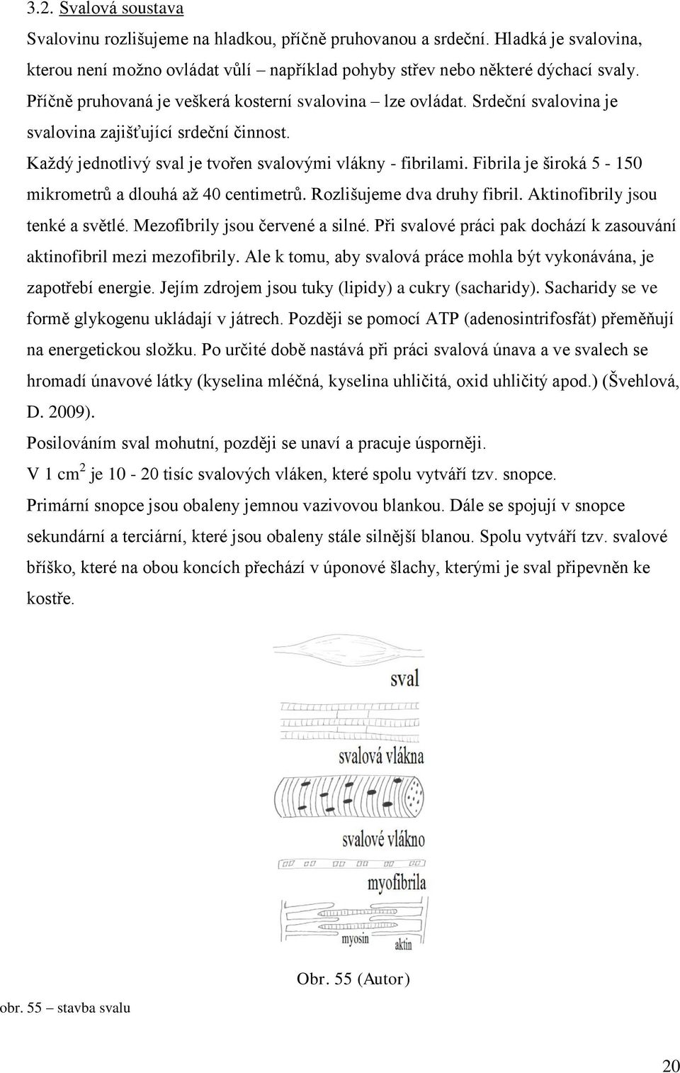 Fibrila je široká 5-150 mikrometrů a dlouhá aţ 40 centimetrů. Rozlišujeme dva druhy fibril. Aktinofibrily jsou tenké a světlé. Mezofibrily jsou červené a silné.