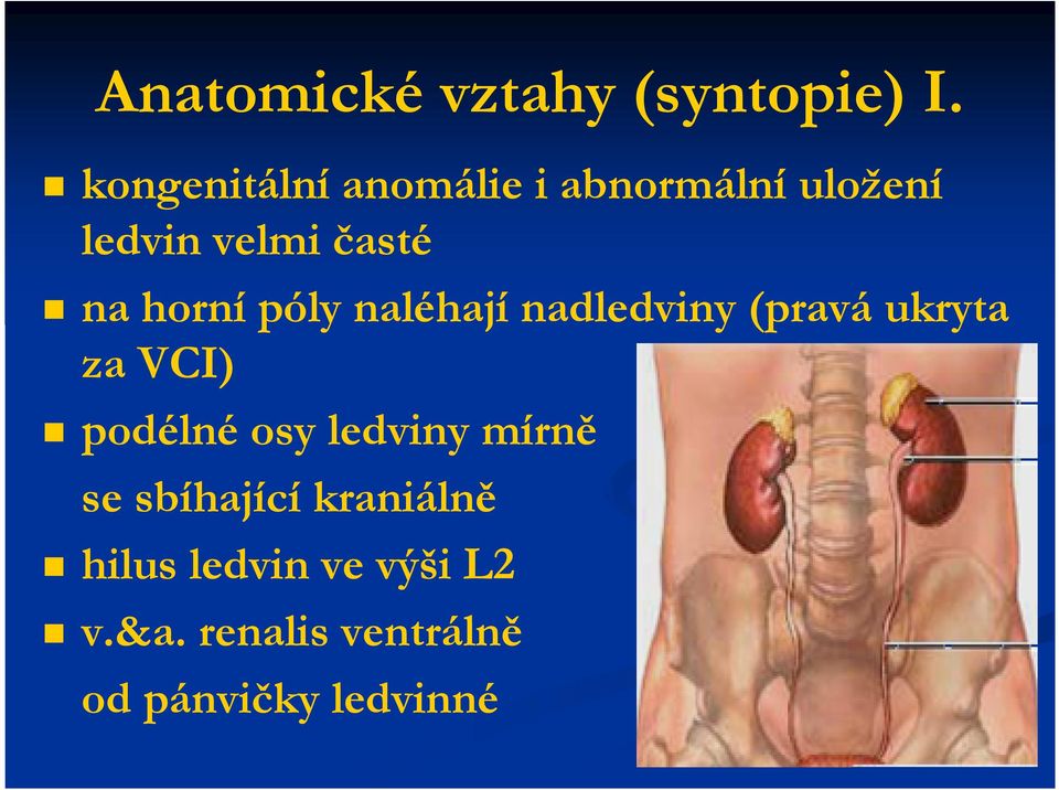 horní póly naléhají nadledviny (pravá ukryta za VCI) podélné osy