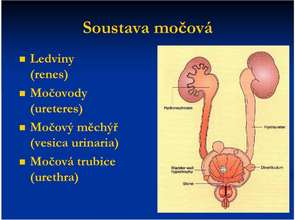 (ureteres) Močový měchýř