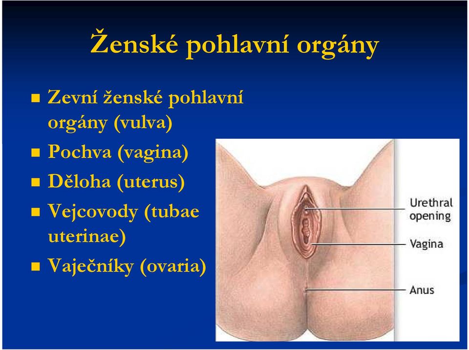 Pochva (vagina) Děloha (uterus)