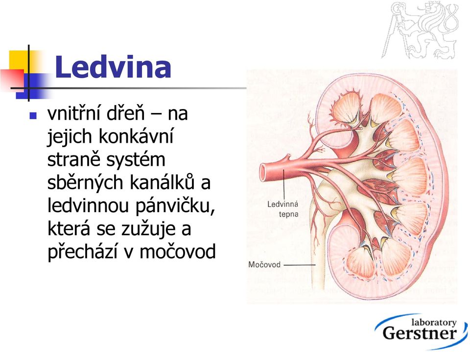 kanálků a ledvinnou pánvičku,