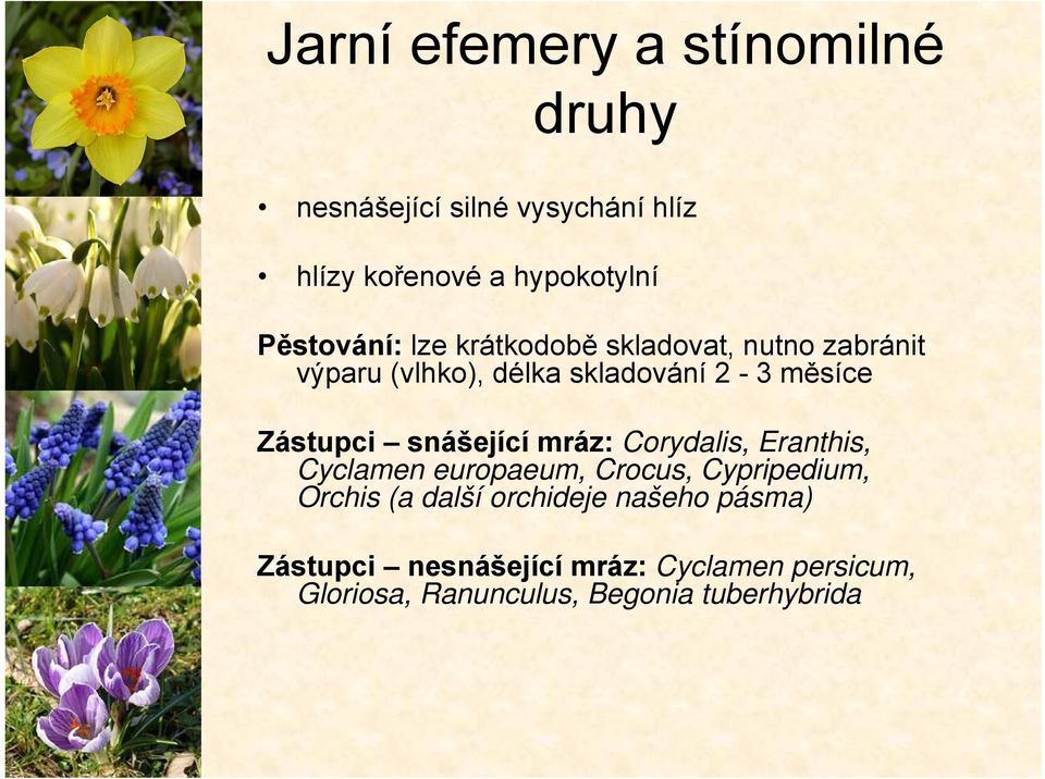 Zástupci snášející mráz: Corydalis, Eranthis, Cyclamen europaeum, Crocus, Cypripedium, Orchis (a