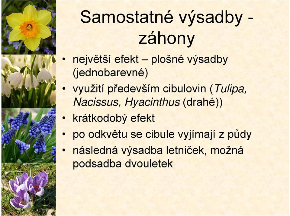 Hyacinthus (drahé)) krátkodobý efekt po odkvětu se cibule