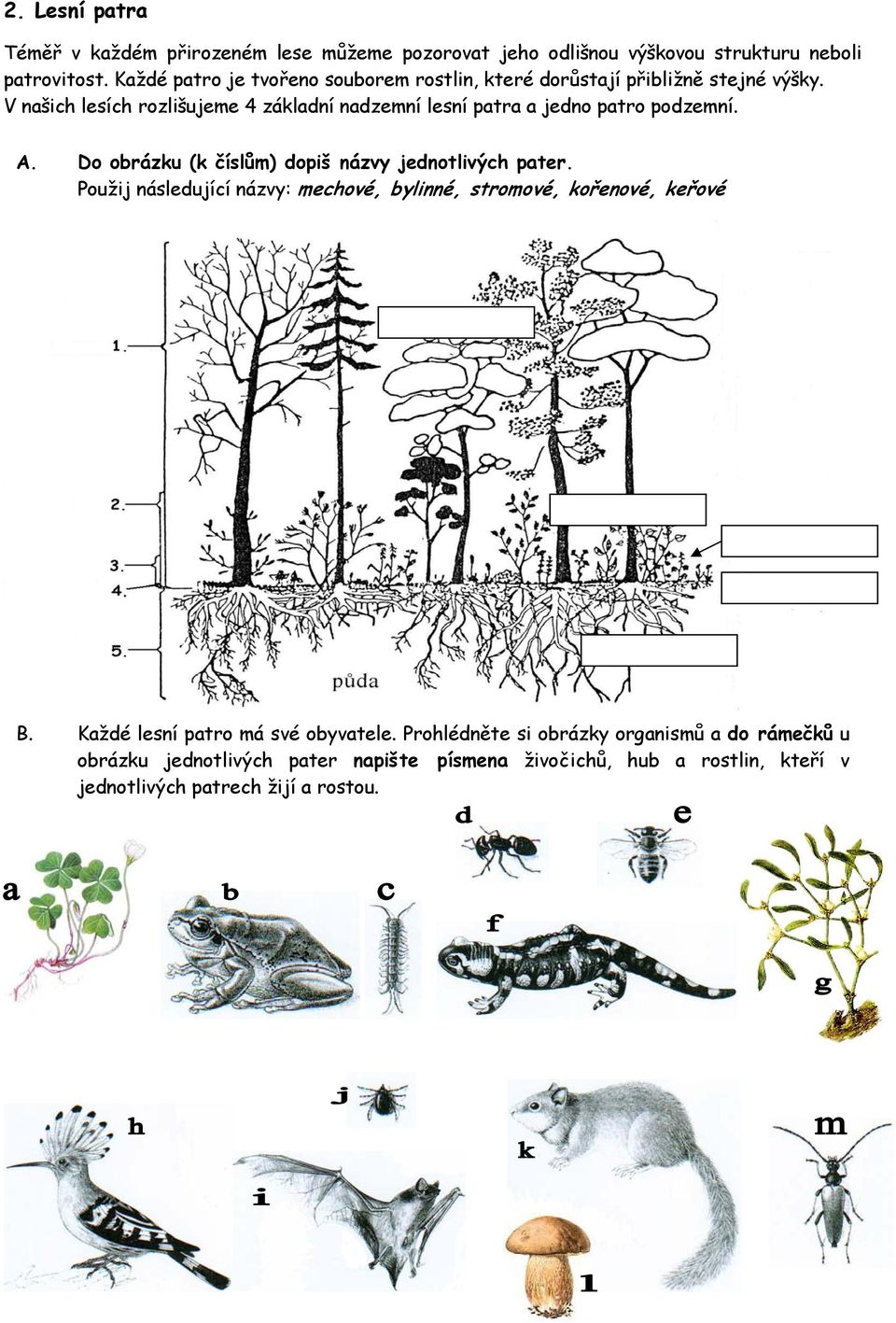 V našich lesích rozlišujeme 4 základní nadzemní lesní patra a jedno patro podzemní. A. Do obrázku (k číslům) dopiš názvy jednotlivých pater.