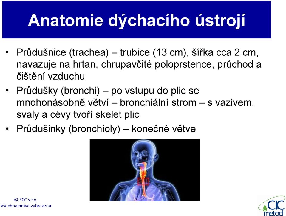 Průdušky (bronchi) po vstupu do plic se mnohonásobně větví bronchiální strom