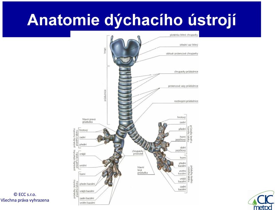 ústrojí