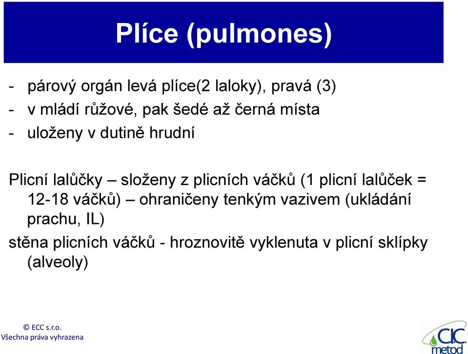 z plicních váčků (1 plicní lalůček = 12-18 váčků) ohraničeny tenkým vazivem