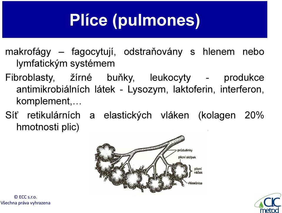 antimikrobiálních látek - Lysozym, laktoferin, interferon,