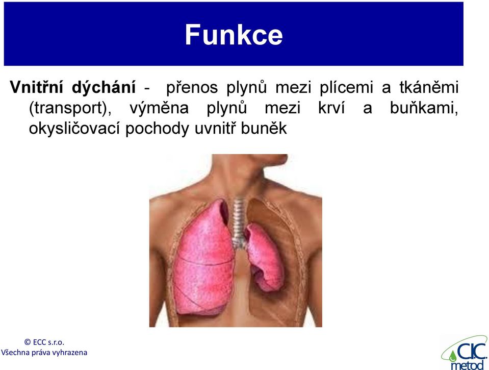 (transport), výměna plynů mezi krví