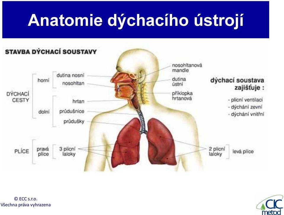 ústrojí