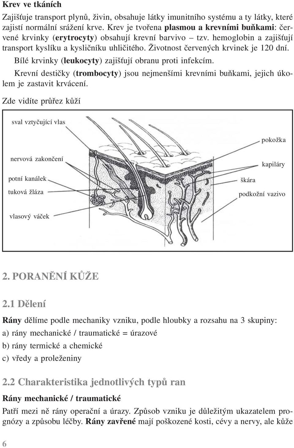 Životnost červených krvinek je 120 dní. Bílé krvinky (leukocyty) zajišťují obranu proti infekcím. Krevní destičky (trombocyty) jsou nejmenšími krevními buňkami, jejich úkolem je zastavit krvácení.