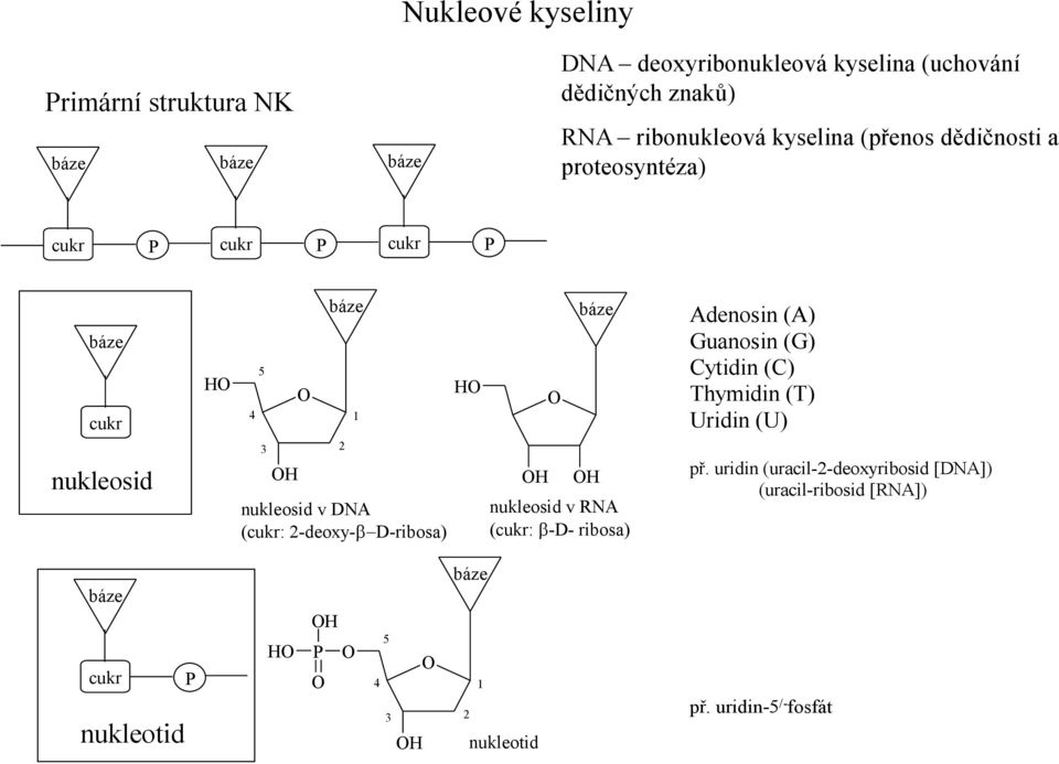 2-deoxy- D-ribosa) 1 H H báze H ukleosid v NA (cukr: -D- ribosa) Adeosi (A) Guaosi (G) ytidi () Thymidi (T) Uridi (U) př.