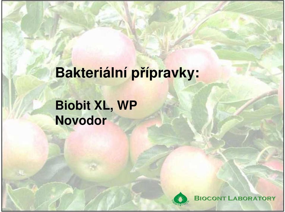 Biobit XL, WP