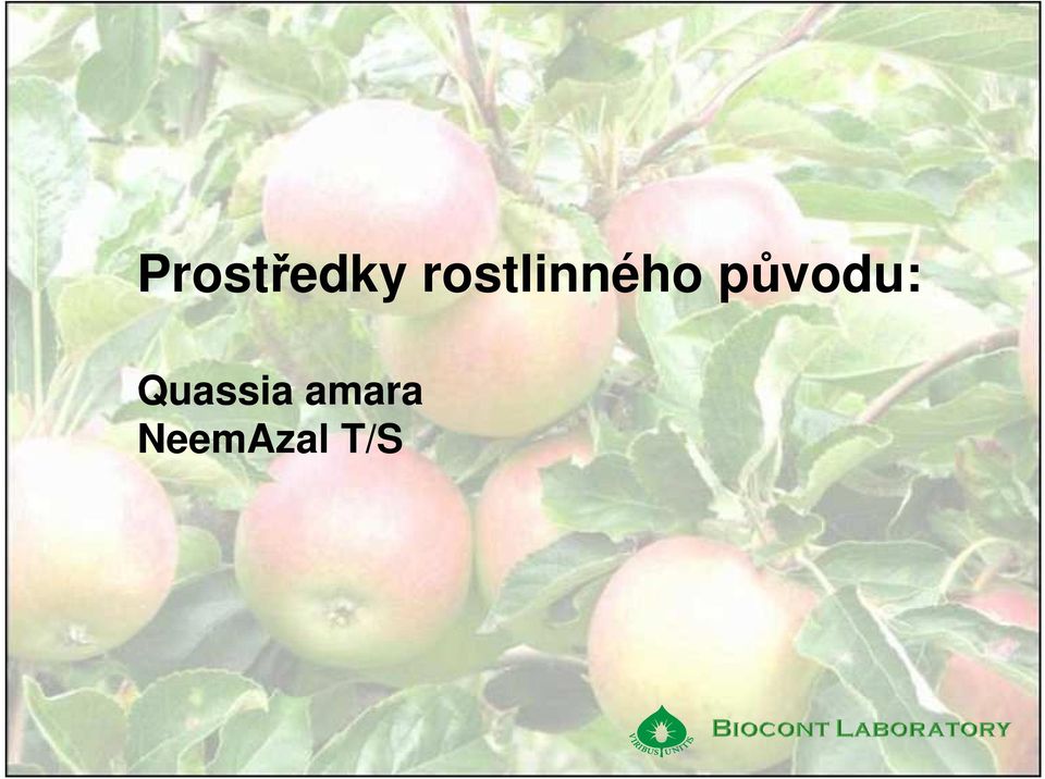 původu: Quassia