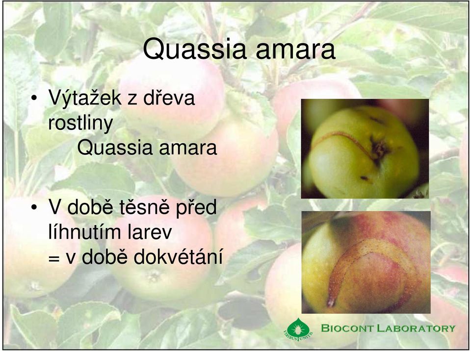 amara V době těsně před