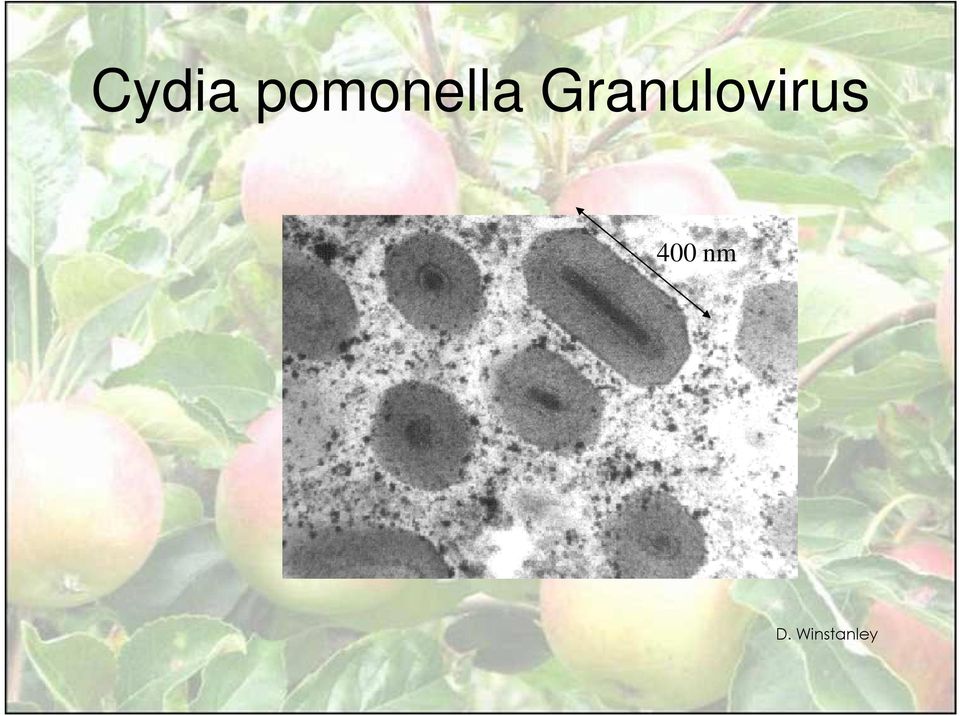 Granulovirus