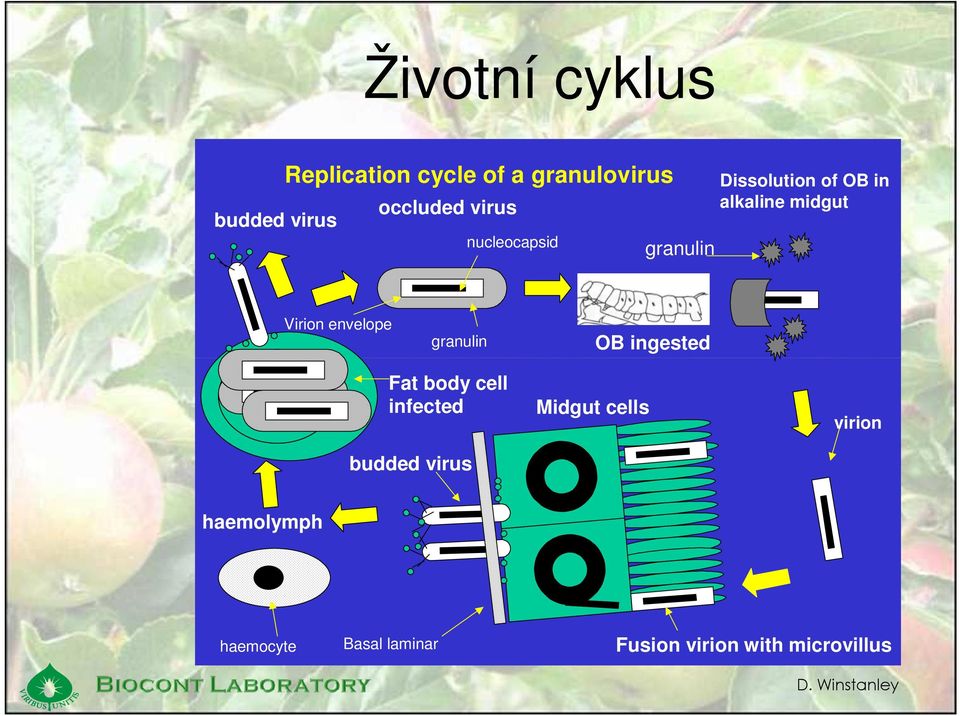 envelope granulin OB ingested Fat body cell infected budded virus Midgut