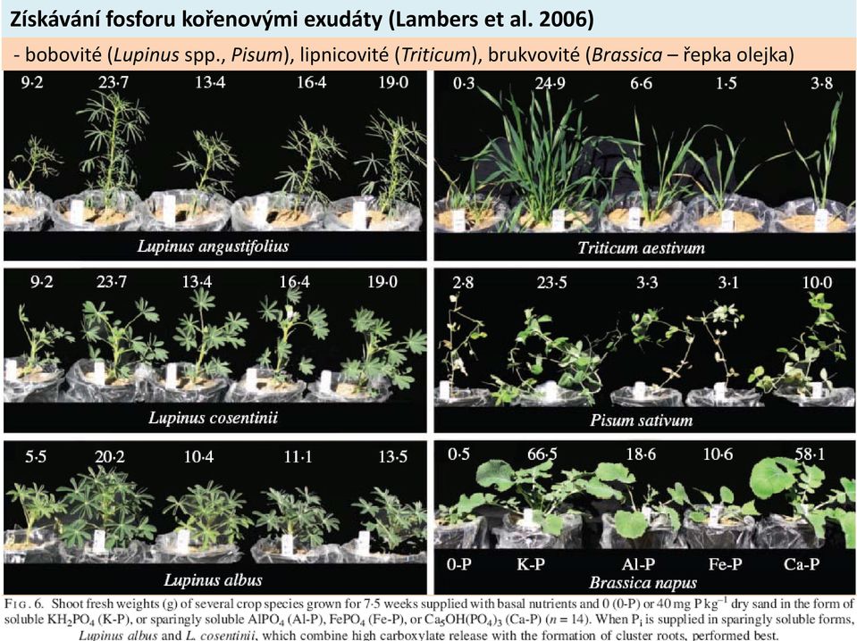 2006) bobovité (Lupinus spp.