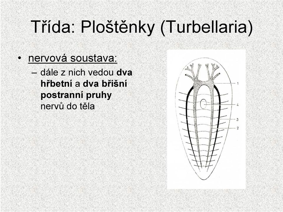 vedou dva hřbetní a dva břišní