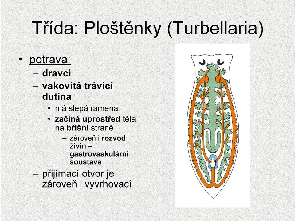 uprostřed těla na břišní straně zároveň i rozvod