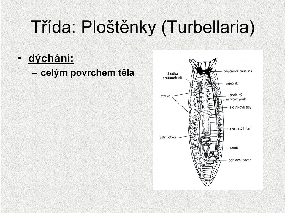 (Turbellaria)