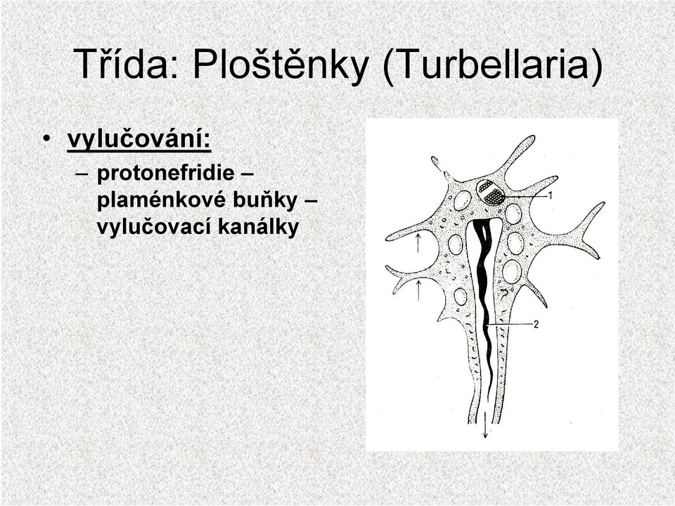 vylučování: